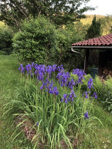 La Bresse - fleurs au chalet