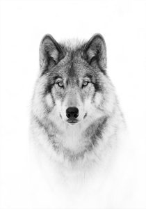 Loup