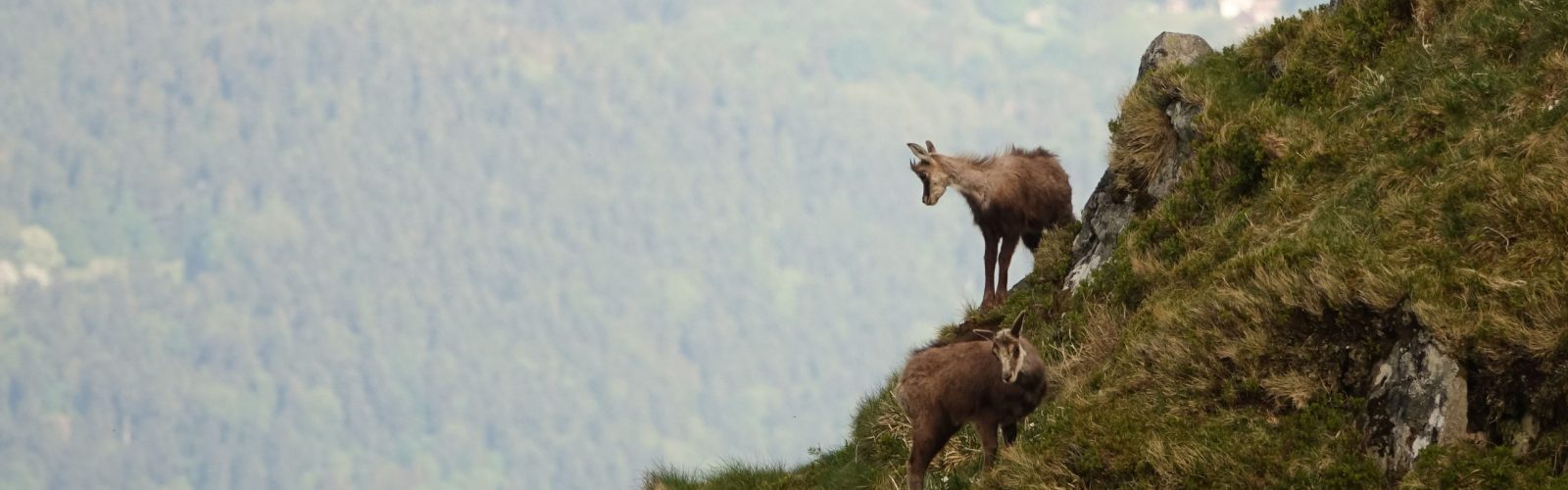 Chamois dans les Vosges